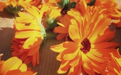 Doudou l’ami des bébés