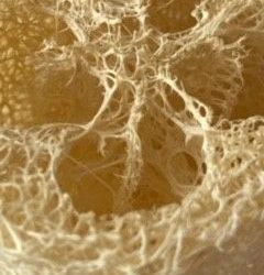 Le porte-savon exfoliant