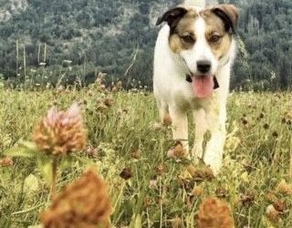 ROCKY – le savon 200g répulsif naturel pour les animaux